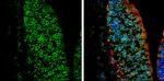 Nkx2.2 Antibody in Immunohistochemistry (Frozen) (IHC (F))