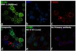 PLCB2 Antibody in Immunocytochemistry (ICC/IF)