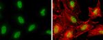 POLE Antibody in Immunocytochemistry (ICC/IF)