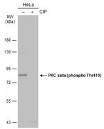 Phospho-PKC zeta (Thr410) Antibody in Western Blot (WB)