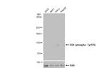 Phospho-FAK (Tyr576) Antibody in Western Blot (WB)