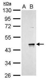 WNT9A Antibody in Western Blot (WB)