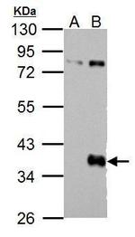 WNT9B Antibody in Western Blot (WB)