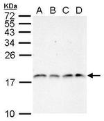 H3R2me2a Antibody in Western Blot (WB)