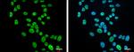 KHSRP Antibody in Immunocytochemistry (ICC/IF)