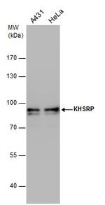 KHSRP Antibody in Western Blot (WB)