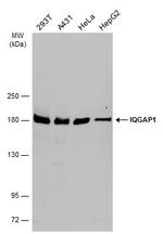 IQGAP1 Antibody in Western Blot (WB)