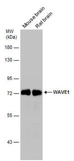 WAVE1 Antibody in Western Blot (WB)