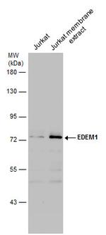 EDEM1 Antibody in Western Blot (WB)