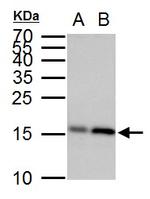 GABARAP Antibody in Western Blot (WB)