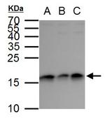 GABARAP Antibody in Western Blot (WB)