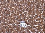 MAT1A Antibody in Immunohistochemistry (Paraffin) (IHC (P))