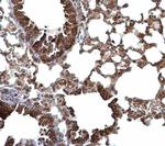 LARGE Antibody in Immunohistochemistry (Paraffin) (IHC (P))