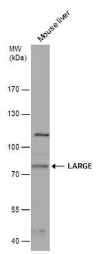 LARGE Antibody in Western Blot (WB)