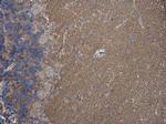 SH3GL1 Antibody in Immunohistochemistry (Paraffin) (IHC (P))