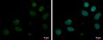 MYT1L Antibody in Immunocytochemistry (ICC/IF)