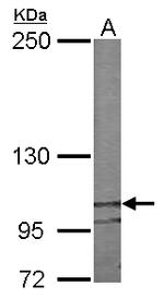 Nesprin 2 Antibody in Western Blot (WB)