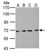 NUP62 Antibody in Western Blot (WB)