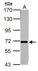 NUP62 Antibody in Western Blot (WB)