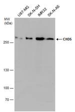CHD5 Antibody in Western Blot (WB)