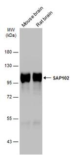 SAP102 Antibody in Western Blot (WB)