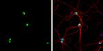 PTBP2 Antibody in Immunocytochemistry (ICC/IF)