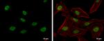 PTBP2 Antibody in Immunocytochemistry (ICC/IF)