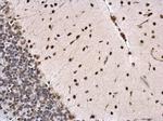 PTBP2 Antibody in Immunohistochemistry (Paraffin) (IHC (P))