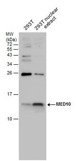 MED10 Antibody in Western Blot (WB)