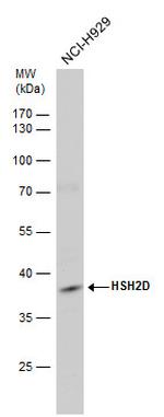 HSH2D Antibody in Western Blot (WB)