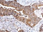 TSLP Antibody in Immunohistochemistry (Paraffin) (IHC (P))