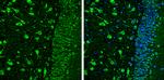 NRG1 Antibody in Immunohistochemistry (Paraffin) (IHC (P))