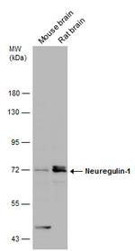 NRG1 Antibody in Western Blot (WB)