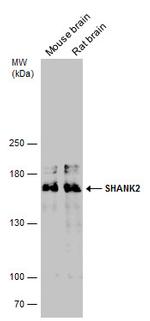 SHANK2 Antibody in Western Blot (WB)