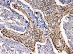 alpha Actinin 3 Antibody in Immunohistochemistry (Paraffin) (IHC (P))