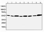 API5 Antibody in Western Blot (WB)