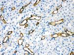 Aquaporin 1 Antibody in Immunohistochemistry (Paraffin) (IHC (P))