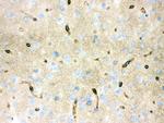 Aquaporin 4 Antibody in Immunohistochemistry (Frozen) (IHC (F))