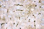 Aquaporin 4 Antibody in Immunohistochemistry (Frozen) (IHC (F))