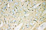 Aquaporin 4 Antibody in Immunohistochemistry (Paraffin) (IHC (P))