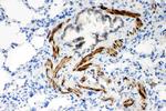 SERCA2 ATPase Antibody in Immunohistochemistry (Paraffin) (IHC (P))