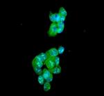 Ataxin 1 Antibody in Immunocytochemistry (ICC/IF)