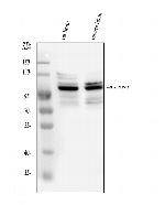 Ataxin 1 Antibody in Western Blot (WB)