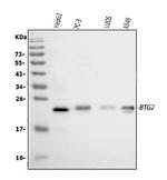 BTG2 Antibody in Western Blot (WB)