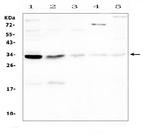 Caspase 3 p17 Antibody in Western Blot (WB)