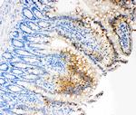 Caspase 3 p17 Antibody in Immunohistochemistry (Paraffin) (IHC (P))