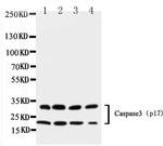 Caspase 3 p17 Antibody in Western Blot (WB)