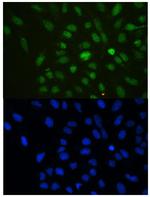 HP1 gamma Antibody in Immunocytochemistry (ICC/IF)