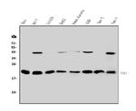 HP1 gamma Antibody in Western Blot (WB)