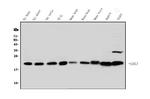 HP1 gamma Antibody in Western Blot (WB)